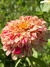 Zinnia (Peppermint Stick) seed