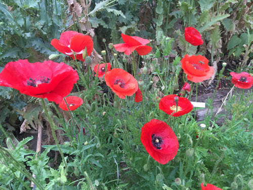 Poppy (Papaver Orientale) Mixed