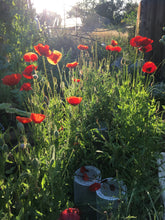 Poppy (Papaver Rhoeas)