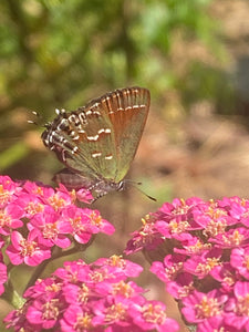 Yarrow seed (mixed colors)