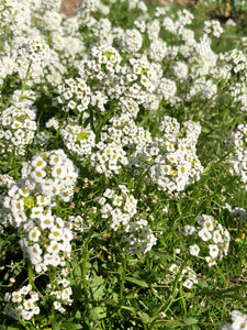 Alyssum (white) Seed