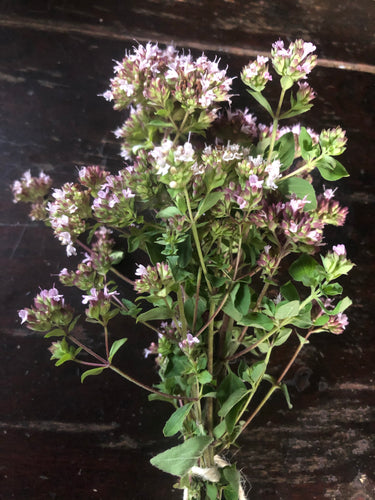 Oregano (Origanum Vulagare) seeds 100 ct