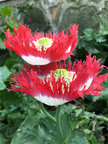 Poppy P. Somniferum (Danish Flag - Fringe)