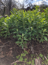 Mugwort (Dream Plant, Sage wort) Dried Whole Plant