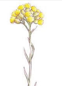 Life Everlasting Flower (helichrysum stoechas)