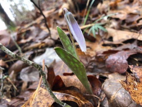 Wild Fawn Lily (bulbs)