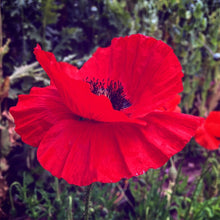 Poppy (Papaver Rhoeas)