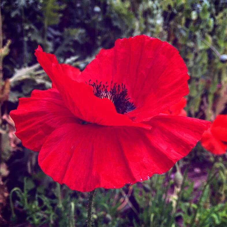 Poppy (Papaver Rhoeas)