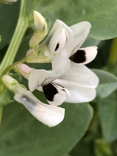 Windsor Broad Beans