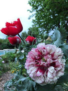 Poppy P. Somniferum (Turkish Flame)