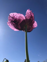 Poppy - P. Somniferum (Czech Bread seed)