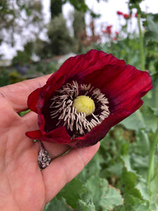 Poppy P. Somniferum (Dark Raspberry Pepperbox)