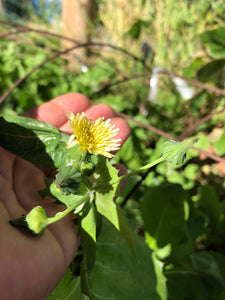 Prickly Lettuce (Lactuca Serriola) seed