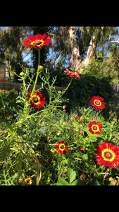 Not Your Grandmother’s Garden Mix - Poppy & Large Wild Flower Pollinator Blend