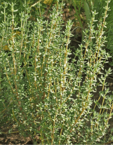 Thyme - Common