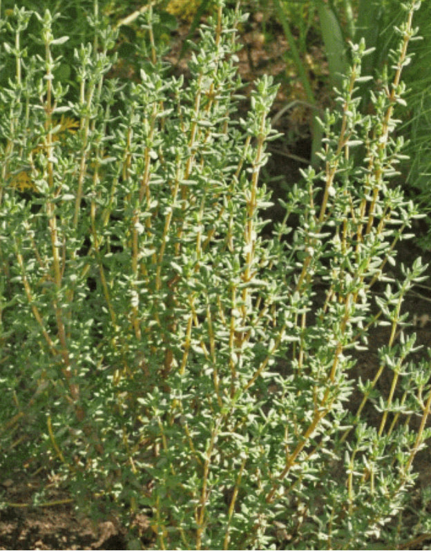 Thyme  Get Organic Fresh Thyme Delivered | Misfits Market