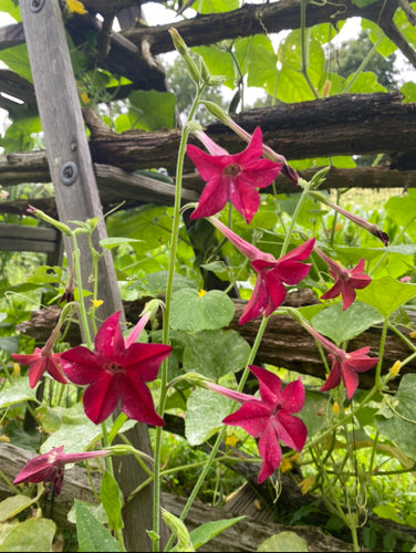 Tobacco - Scarlet Bedder (Nicotiana Alata) seeds