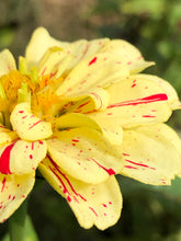 Zinnia (Peppermint Stick) seed