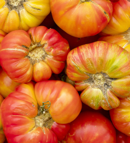 Tomato - Heirloom Big Rainbow