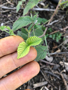 Raspberry Leaf