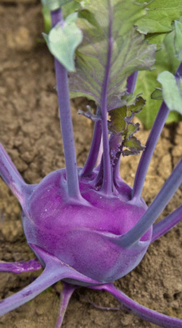 Kohlrabi (Purple Vienna) seed