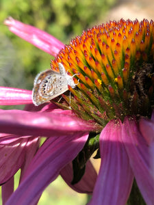 Echinacea Seed