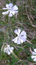Silene Capensis (African Dream Root)