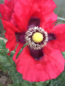 Poppy P. Somniferum (Wizard of Oz)