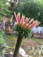 Echinacea Flower Heads - whole