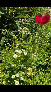 Feverfew (Tanacetum parthenium) seeds