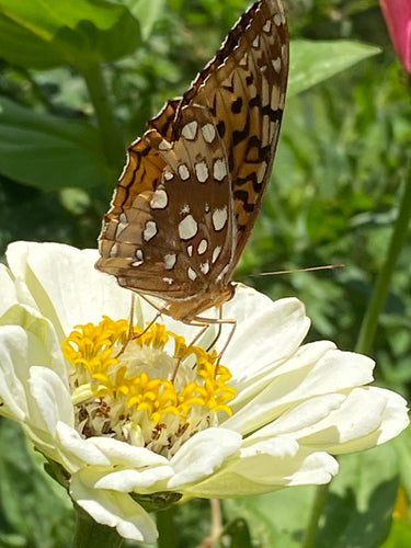 Zinnia (Green Envy) seed