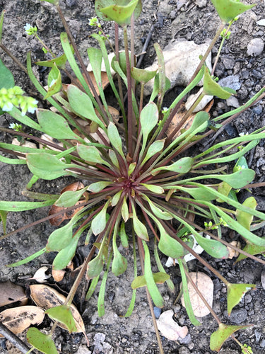 Miner’s Lettuce Seed (Wild California Purple)