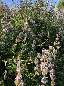 Sage (Black) Seeds - Salvia Mellifera