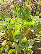 Miner’s Lettuce Seed (Wild California Purple)