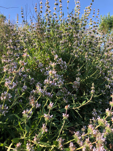 Sage (Black) Seeds - Salvia Mellifera