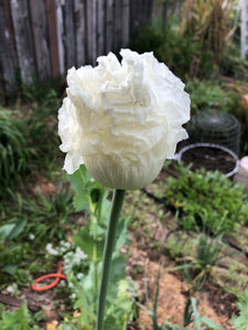 Poppy P. Somniferum (Peshawar, Indian White)