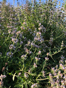 Sage (Black) Seeds - Salvia Mellifera