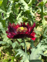 Poppy P. Somniferum (Black Swan)