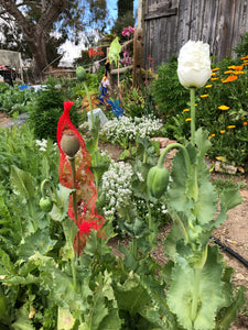 Poppy P. Somniferum (Peshawar, Indian White)