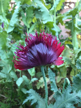 Poppy P. Somniferum (Black Swan)