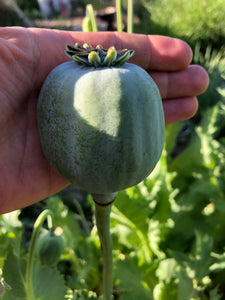 Poppy P. Somniferum (Peshawar, Indian White)