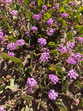 Pink Sand Verbena