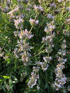 Sage (Black) Seeds - Salvia Mellifera