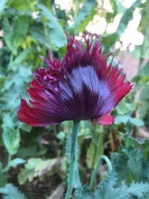 Poppy P. Somniferum (Black Swan)