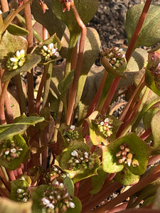 Miner’s Lettuce Seed (Wild California Purple)