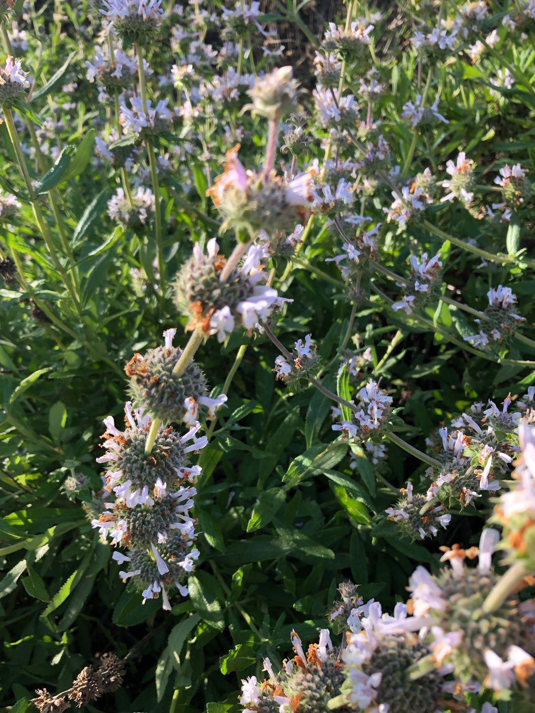 Sage (Black) Seeds - Salvia Mellifera