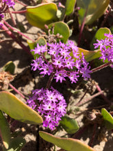 Pink Sand Verbena