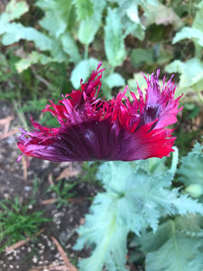 Poppy P. Somniferum (Black Swan)