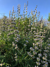 Sage (Black) Seeds - Salvia Mellifera