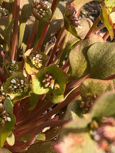 Miner’s Lettuce Seed (Wild California Purple)